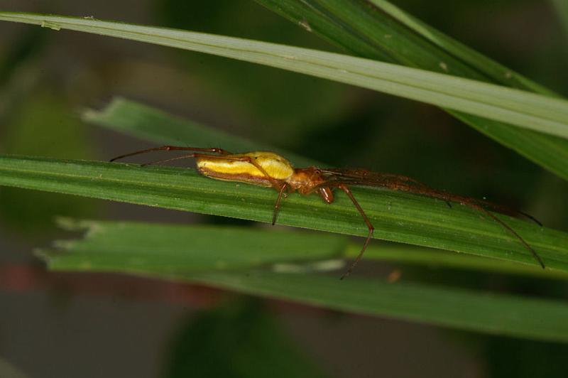 Tetragnatha_extensa_D5079_Z_89_Canal du Nivernais_Frankrijk.jpg
